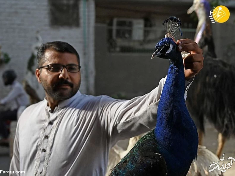 (تصاویر) تاکسیدرمی حیوانات خانگی پس از مرگ